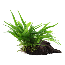 Microsorum pteropus 'Narrow'