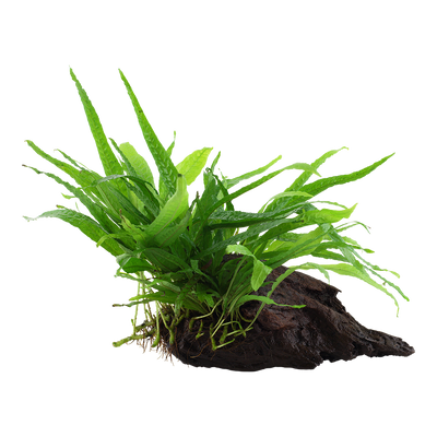 Microsorum pteropus 'Narrow'