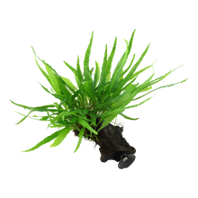 Microsorum pteropus 'Narrow'