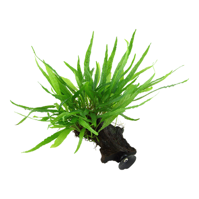 Microsorum pteropus 'Narrow'