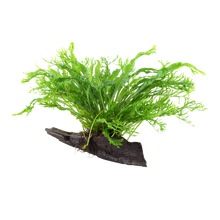 Microsorum pteropus 'Windeløv'