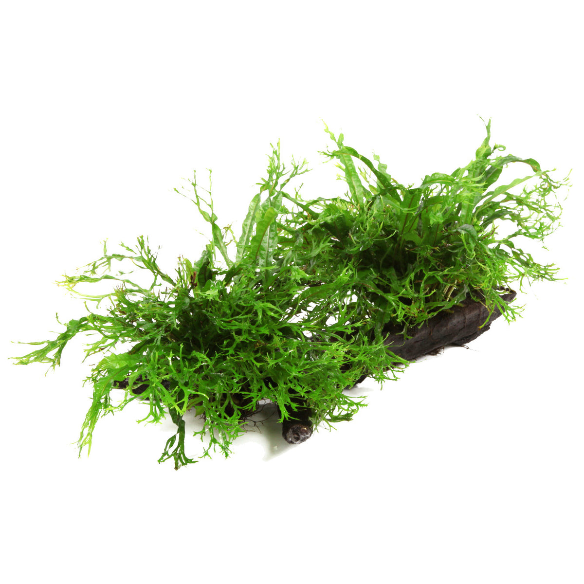 Microsorum pteropus 'Windeløv'