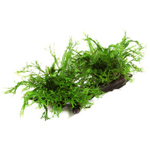Microsorum pteropus 'Windeløv'
