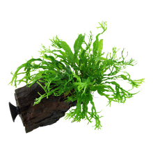 Microsorum pteropus 'Windeløv'