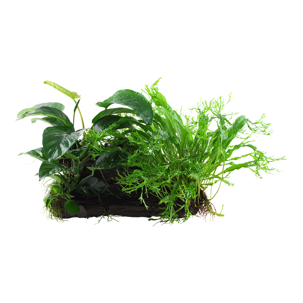 Microsorum - Anubias 'Duet'