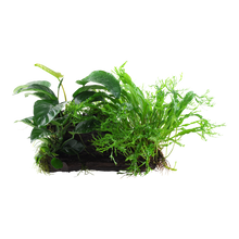 Microsorum - Anubias 'Duet'