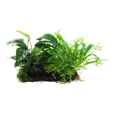 Microsorum - Anubias 'Duet'