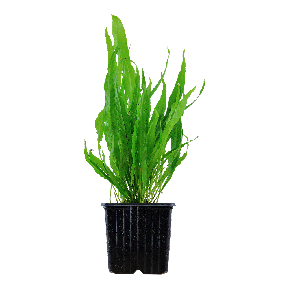 Microsorum pteropus