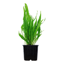 Microsorum pteropus