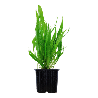 Microsorum pteropus