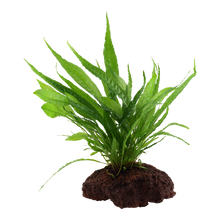 Microsorum pteropus