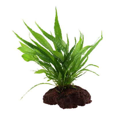 Microsorum pteropus