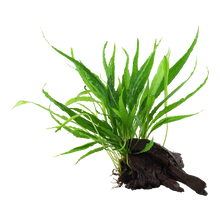Microsorum pteropus