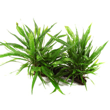 Microsorum pteropus