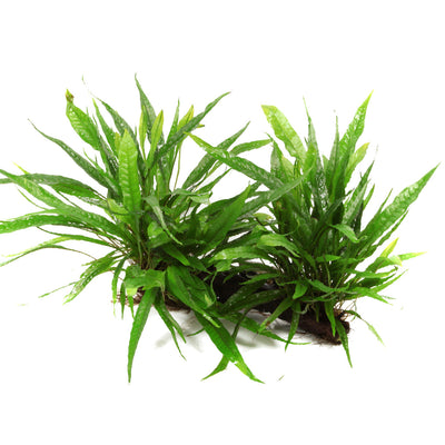 Microsorum pteropus