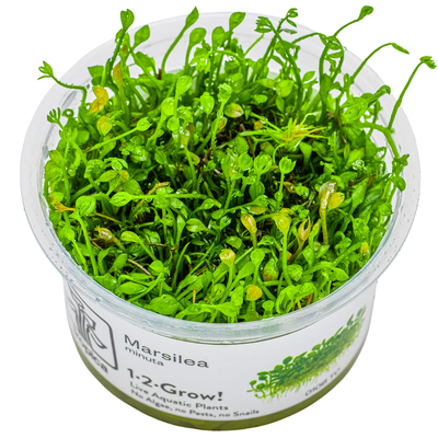 Marsilea minuta