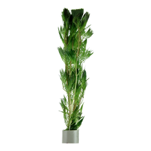Cabomba aquatica