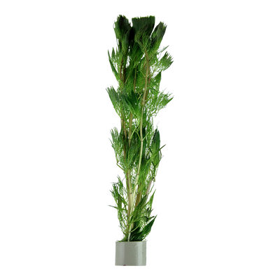Cabomba aquatica