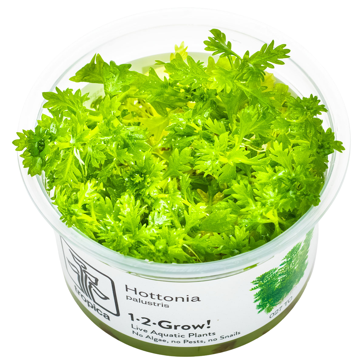 Hottonia palustris