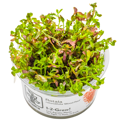 Rotala rotundifolia 'Blood Red'