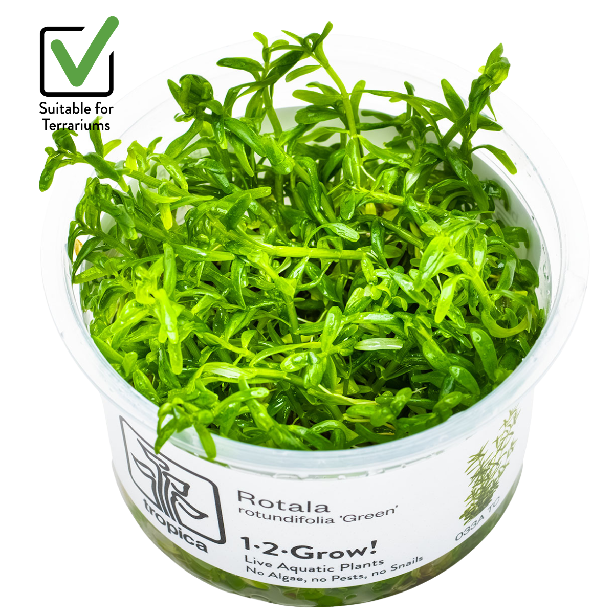 Rotala rotundifolia 'Green'