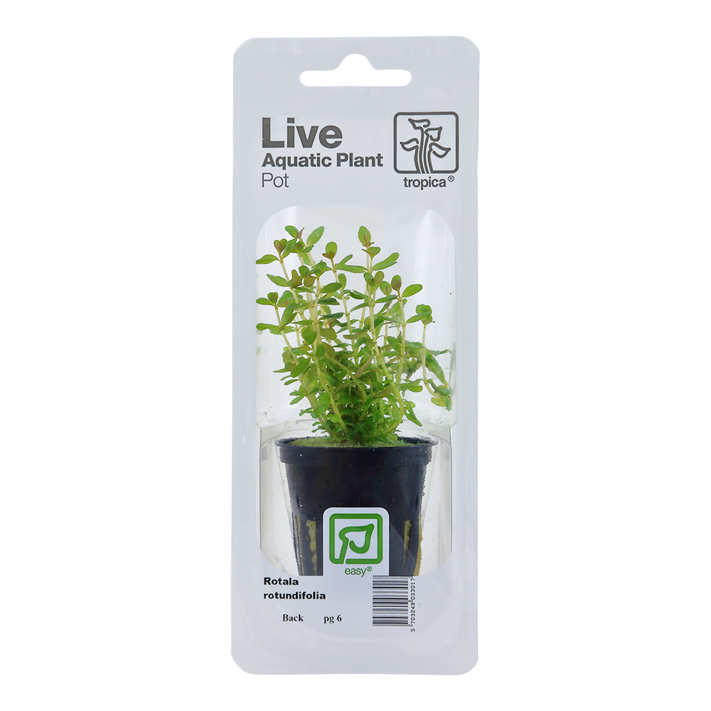 Rotala rotundifolia