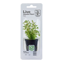 Rotala rotundifolia