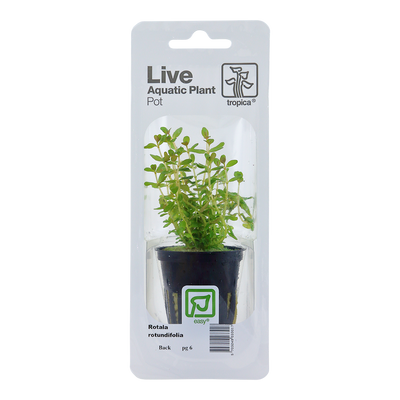 Rotala rotundifolia
