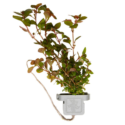Ludwigia palustris 'Super Red'