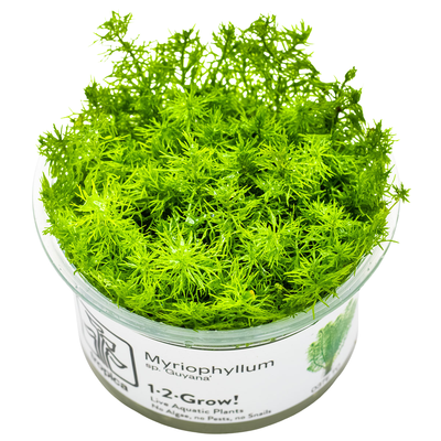 Myriophyllum sp. 'Guyana'