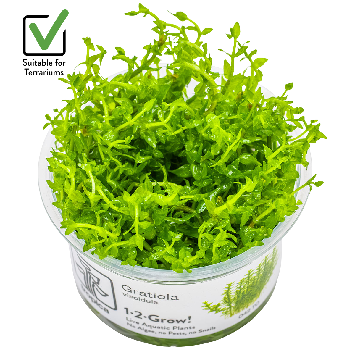 Gratiola viscidula