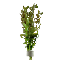 Bacopa caroliniana