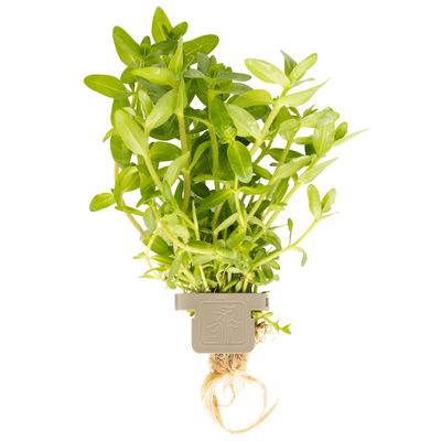 Bacopa caroliniana