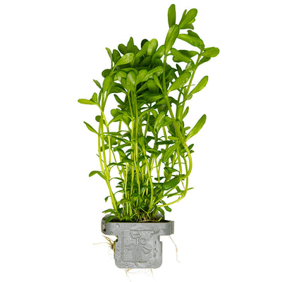 Bacopa monnieri 'Compact'