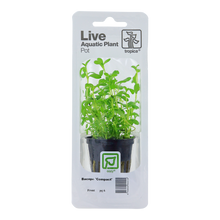 Bacopa monnieri 'Compact'