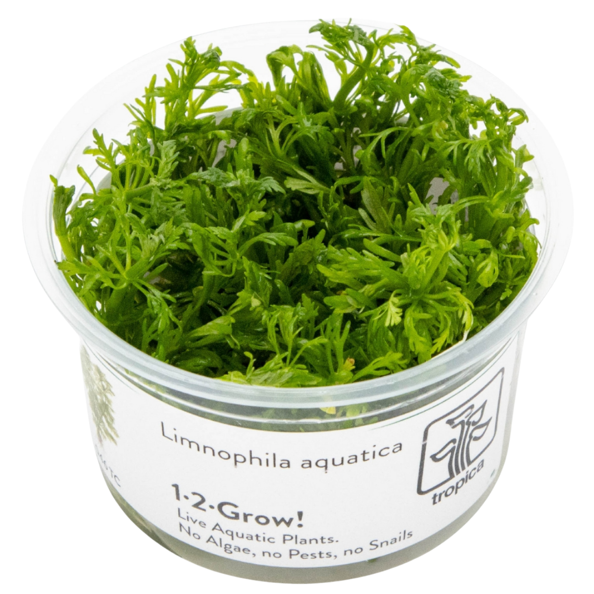 Limnophila aquatica