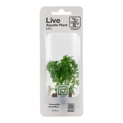 Limnophila sessiliflora