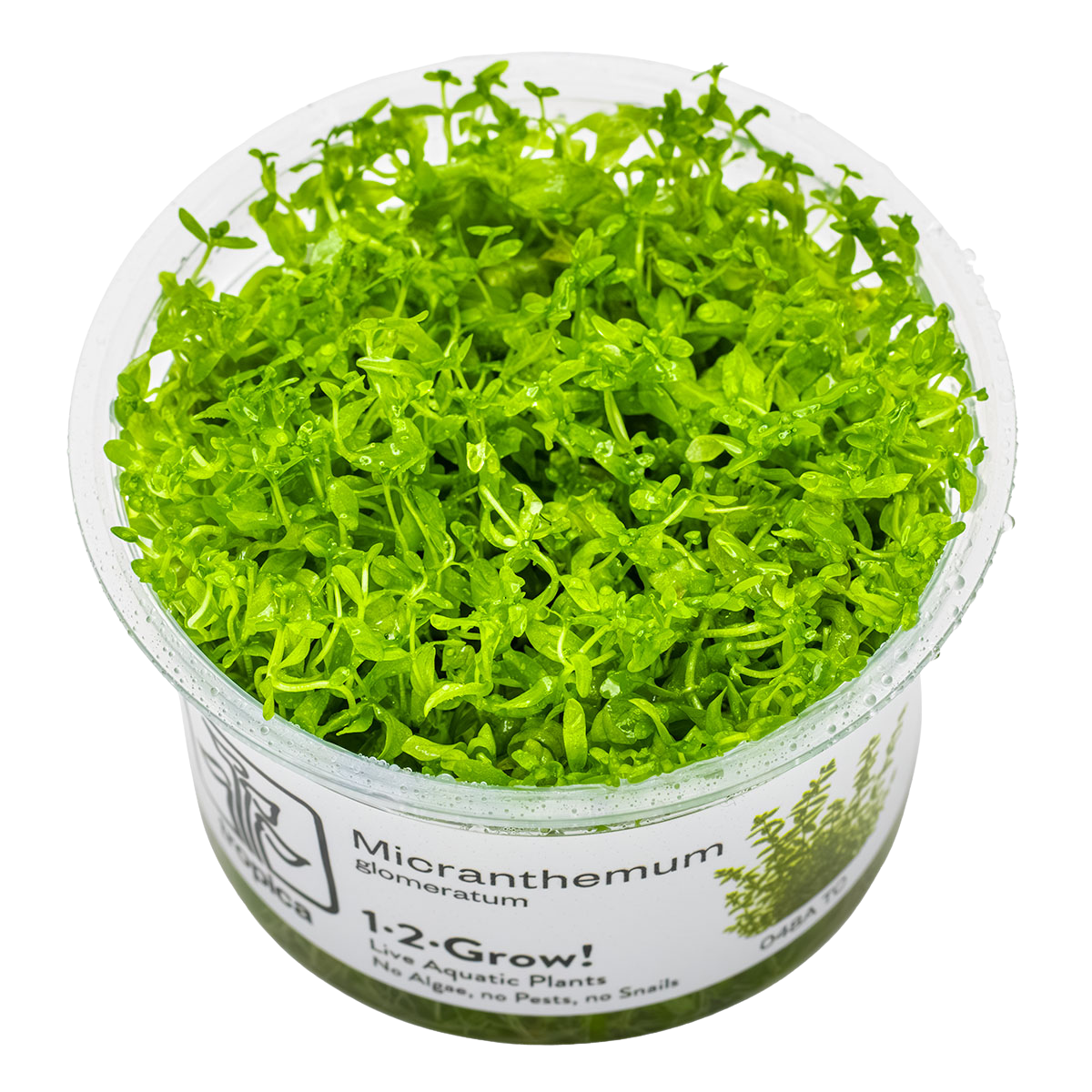 Micranthemum glomeratum