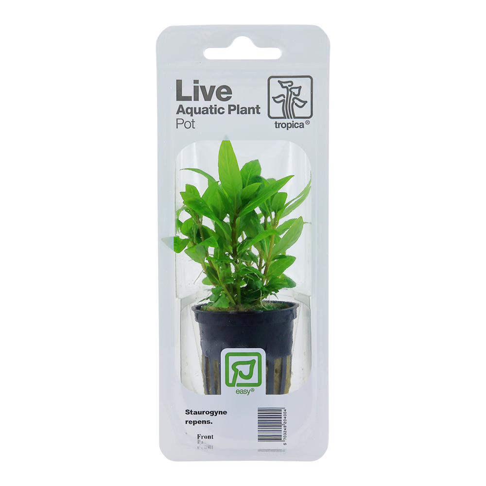 Staurogyne repens