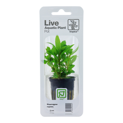 Staurogyne repens