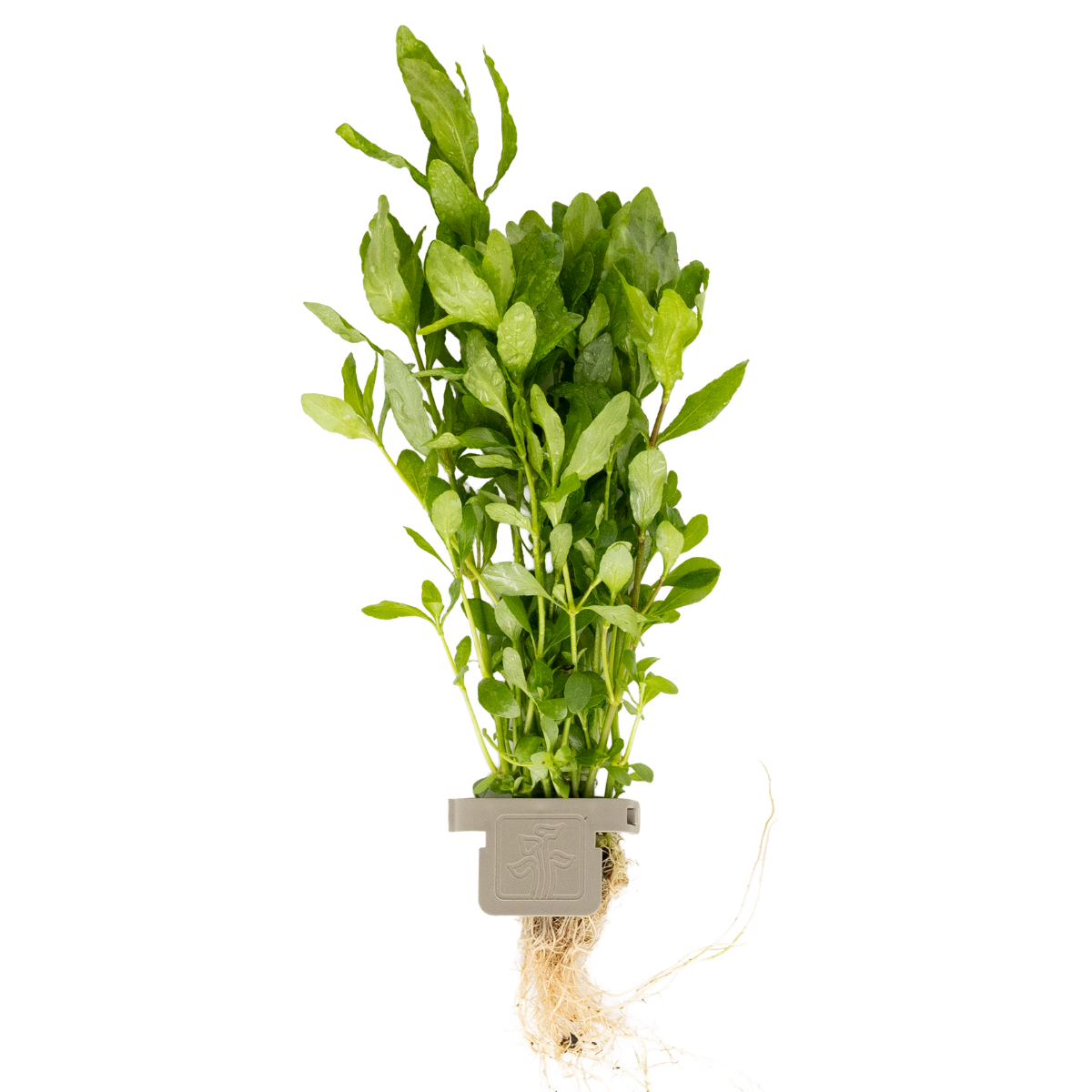 Hygrophila polysperma