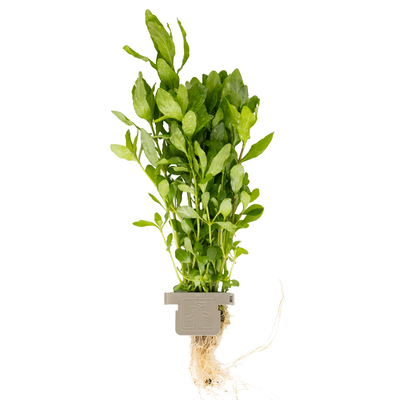 Hygrophila polysperma