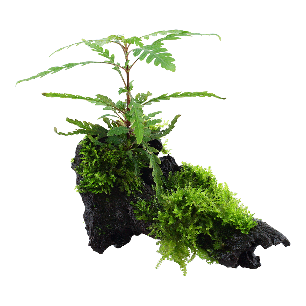 Hygrophila pinnatifida & moss