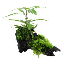 Hygrophila pinnatifida & moss