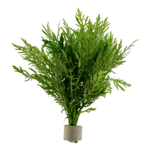 Hygrophila difformis