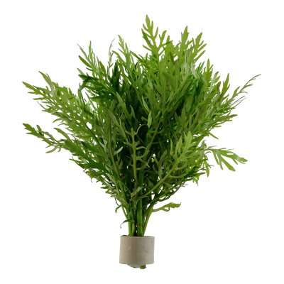 Hygrophila difformis