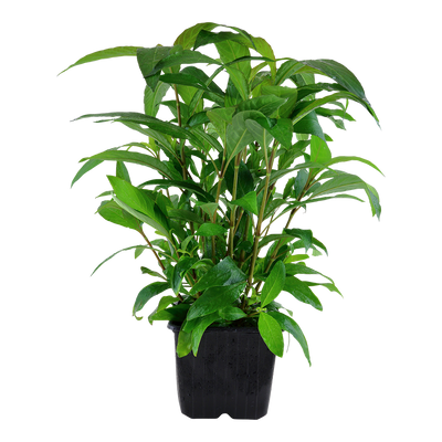 Hygrophila corymbosa 'Stricta'
