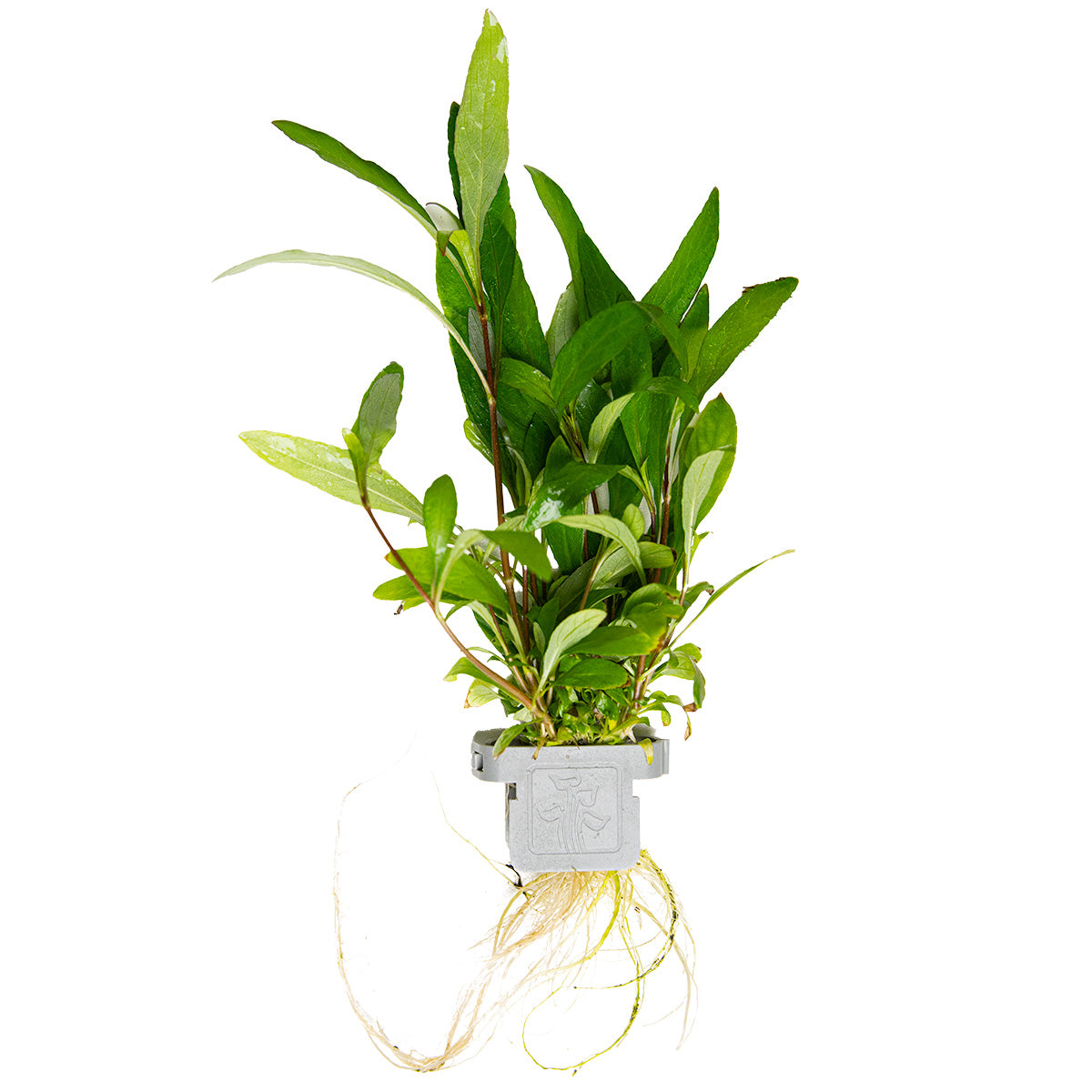 Hygrophila corymbosa 'Siamensis 53B'