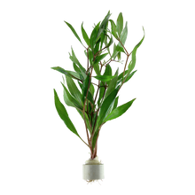 Hygrophila corymbosa
