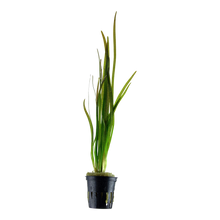 Vallisneria spiralis 'Tiger'